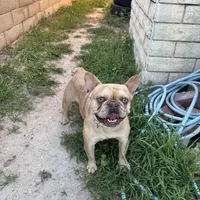 Hazel, a female French Bulldog for sale in West Covina, CA – Photo 1 of 5