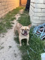 Hazel, a female French Bulldog for sale in West Covina, CA – Photo 1 of 5