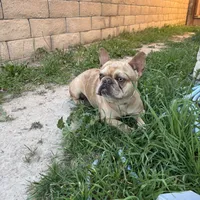Hazel, a female French Bulldog for sale in West Covina, CA – Photo 2 of 5