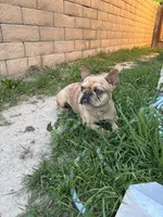 Hazel, a female French Bulldog for sale in West Covina, CA – Photo 2 of 5