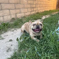 Hazel, a female French Bulldog for sale in West Covina, CA – Photo 3 of 5