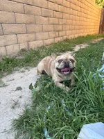 Hazel, a female French Bulldog for sale in West Covina, CA – Photo 3 of 5