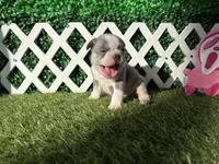 Enzo AKC, a male French Bulldog for sale in West Covina, CA – 6 of 10