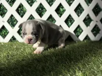 Enzo AKC, a male French Bulldog for sale in West Covina, CA – 8 of 10