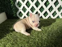 Ezra AKC , a male French Bulldog for sale in West Covina, CA – 2 of 8