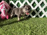 Ember AKC, a female French Bulldog for sale in West Covina, CA – 4 of 10