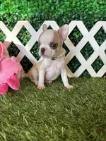 Evie AKC, a female French Bulldog for sale in West Covina, CA – 5 of 5