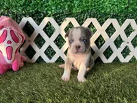 Enzo AKC, a male French Bulldog for sale in West Covina, CA – 3 of 10