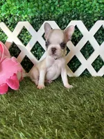 Evie AKC, a female French Bulldog for sale in West Covina, CA – 2 of 5