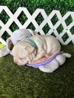 Halo, a male French Bulldog for sale in West Covina, CA – 6 of 6