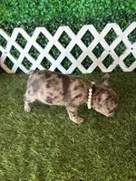 Emmy, a female French Bulldog for sale in West Covina, CA – 4 of 5