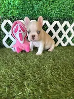 Ezra AKC , a male French Bulldog for sale in West Covina, CA – 4 of 5