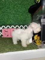 Winter, a female Miniature Schnauzer for sale in West Covina, CA – Photo 2 of 5