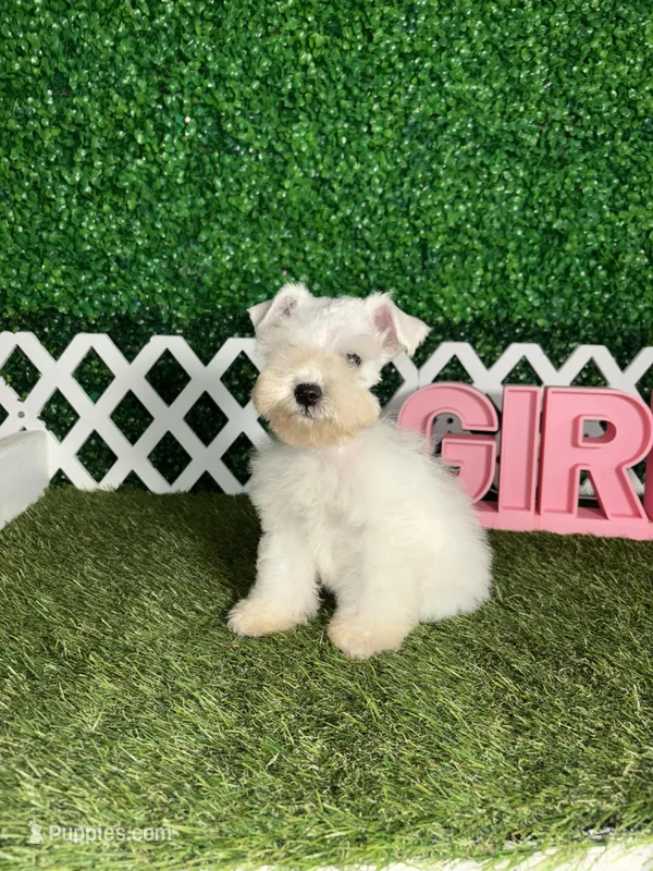 Winter – Miniature Schnauzer puppy for sale in West Covina, CA