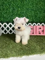 Winter, a female Miniature Schnauzer for sale in West Covina, CA – Photo 3 of 5