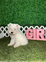 Winter, a female Miniature Schnauzer for sale in West Covina, CA – Photo 5 of 5