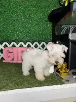 Winter, a female Miniature Schnauzer for sale in West Covina, CA – Photo 4 of 5