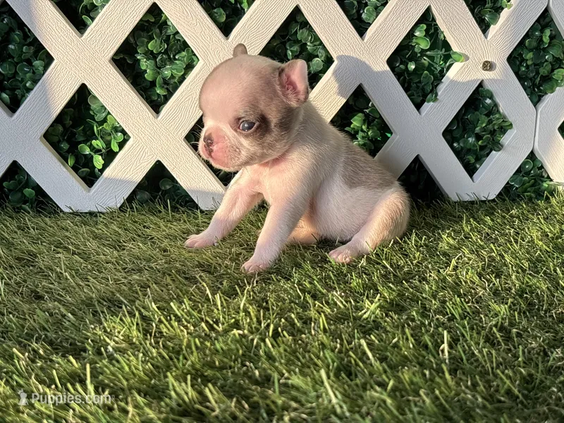 Evie AKC – French Bulldog puppy for sale in West Covina, CA