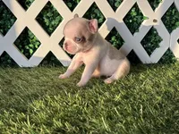 Evie AKC, a female French Bulldog for sale in West Covina, CA – 1 of 7