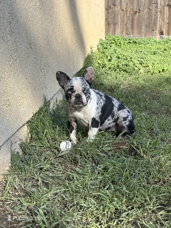 Eunice – French Bulldog puppy for sale in West Covina, CA