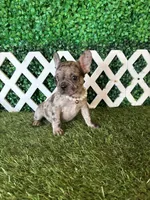 Emmy, a female French Bulldog for sale in West Covina, CA – 5 of 5