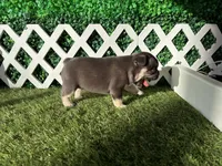 Ember AKC, a female French Bulldog for sale in West Covina, CA – 8 of 10