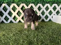 Ember AKC, a female French Bulldog for sale in West Covina, CA – 10 of 10