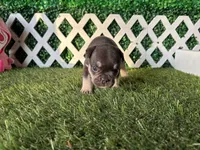 Ember AKC, a female French Bulldog for sale in West Covina, CA – 6 of 10