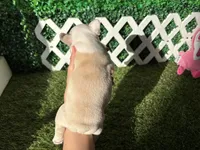 Ezra AKC , a male French Bulldog for sale in West Covina, CA – 8 of 8