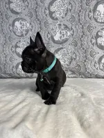 Diesel, a male French Bulldog for sale in West Covina, CA – Photo 4 of 5