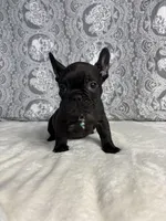 Diesel, a male French Bulldog for sale in West Covina, CA – Photo 2 of 5