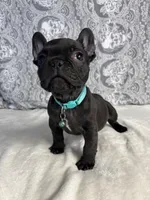 Diesel, a male French Bulldog for sale in West Covina, CA – Photo 1 of 5