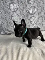 Diesel, a male French Bulldog for sale in West Covina, CA – Photo 5 of 5