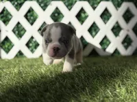 Enzo AKC, a male French Bulldog for sale in West Covina, CA – 7 of 10