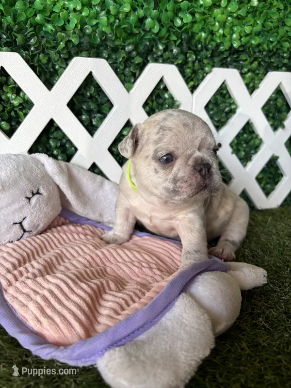 Hades – French Bulldog puppy for sale in West Covina, CA
