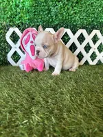 Ezra AKC , a male French Bulldog for sale in West Covina, CA – 3 of 5