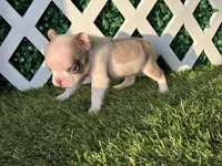 Evie AKC, a female French Bulldog for sale in West Covina, CA – 4 of 7