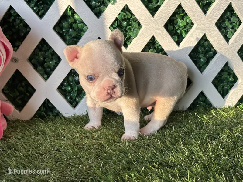 Ezra AKC  – French Bulldog puppy for sale in West Covina, CA