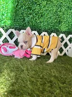 Ezra AKC , a male French Bulldog for sale in West Covina, CA – 2 of 5