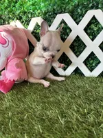 Evie AKC, a female French Bulldog for sale in West Covina, CA – 3 of 5