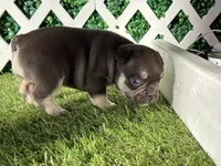 Ember AKC, a female French Bulldog for sale in West Covina, CA – 3 of 10