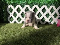 Enzo AKC, a male French Bulldog for sale in West Covina, CA – 5 of 10