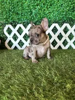Emmy, a female French Bulldog for sale in West Covina, CA – 2 of 5