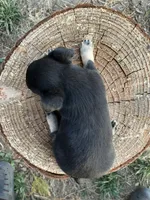 Midnight, a male Chihuahua for sale in Silverton, OR – 5 of 6