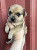 Butterfinger, a male Chihuahua for sale in Silverton, OR – 2 of 9