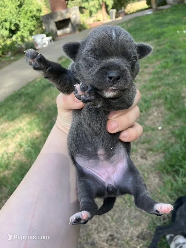 Charcoal  – Chihuahua puppy for sale in Silverton, OR