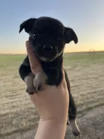 Midnight, a male Chihuahua for sale in Silverton, OR – 3 of 6