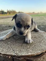 Rocky , a male Chihuahua for sale in Silverton, OR – 4 of 6