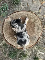 Daisy, a female Chihuahua for sale in Silverton, OR – 9 of 10