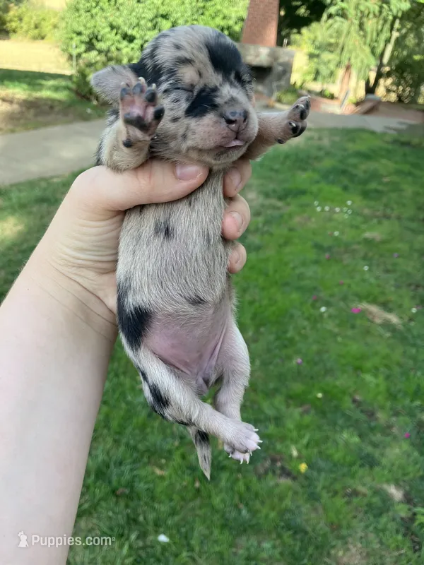 Daisy  – Chihuahua puppy for sale in Silverton, OR